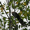 Squirrel Cuckoo
