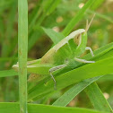 Grasshopper (Nymph)