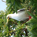 Red-footed booby