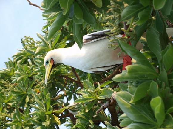 Spotting Image 1