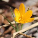 golden crocus
