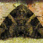 The Penitent underwing