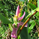Banana Plant