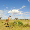 giraffe