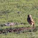 Burrowing Owl