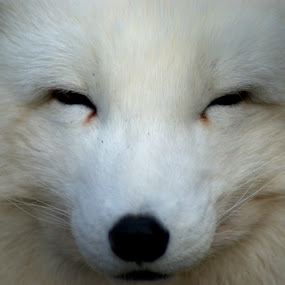 arctic fox by JenWil   - Animals Other Mammals