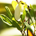 Common Pawpaw