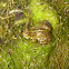 Marsh frog