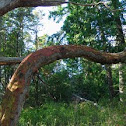 Pacific Madrone