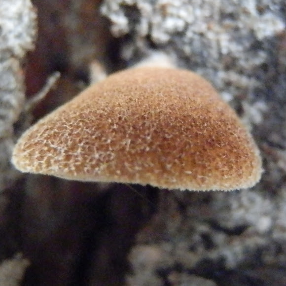 Spotting Image 1