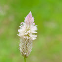 Feather Cockscomb