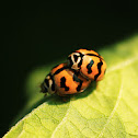 Lady Bug