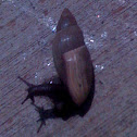 Rosy Wolf Snail
