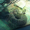 Urocoan rattlesnake