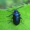 Alder Flea Beetle??