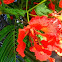 Phượng Vĩ (Flower of Pupil)