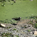 Three-banded Plover