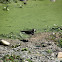 Three-banded Plover