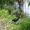 American Coot