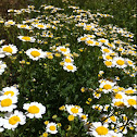 Feverfew