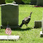 Wild Turkey