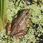 Northern Green Frog