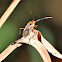 maybe a seed bug