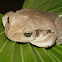 Smilisca frog 