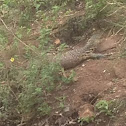 Water Monitor