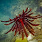 Red Feather Star