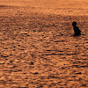 Golden Surf