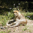 Cheetah