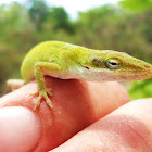 Carolina Green Anole