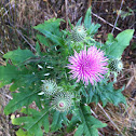 Bull Thistle