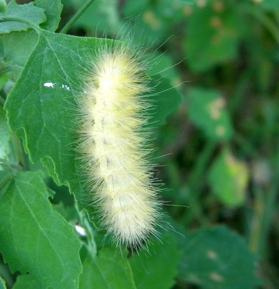 Spotting Image 1