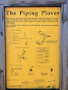 The Piping Plover