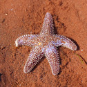 Common Starfish