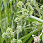 Umbrella Sedge