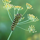 Old World Swallowtail