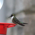 Ruby-Throated Hummingbird