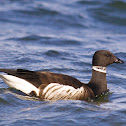 Brant