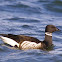 Brant