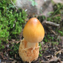 Saffron Grisette