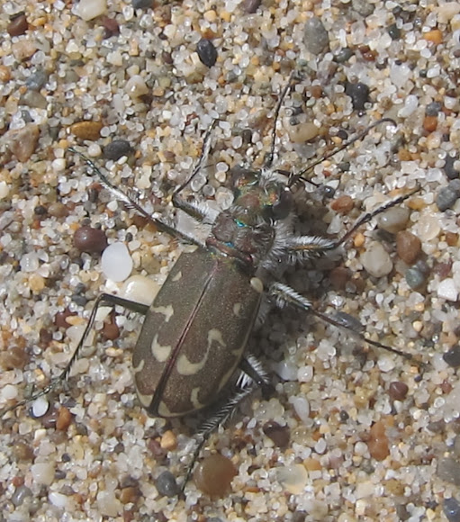 Spotting Image 1