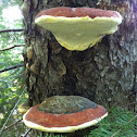 Red Banded Polypore