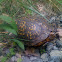 Eastern Box turtle