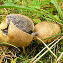 Potato Earthball/Kale aardappelbovist