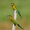 Blue - tailed Bee - Eater