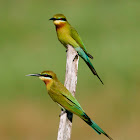 Blue - tailed Bee - Eater