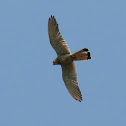Common Kestrel (Turmfalke)